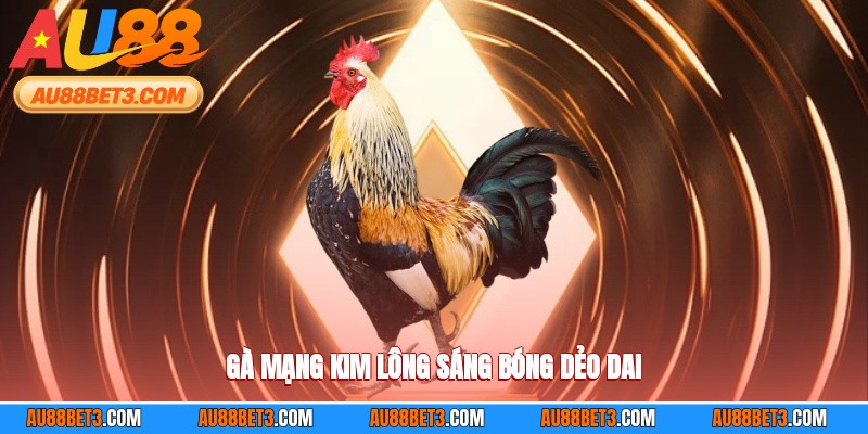Gà mạng kim lông sáng bóng dẻo dai