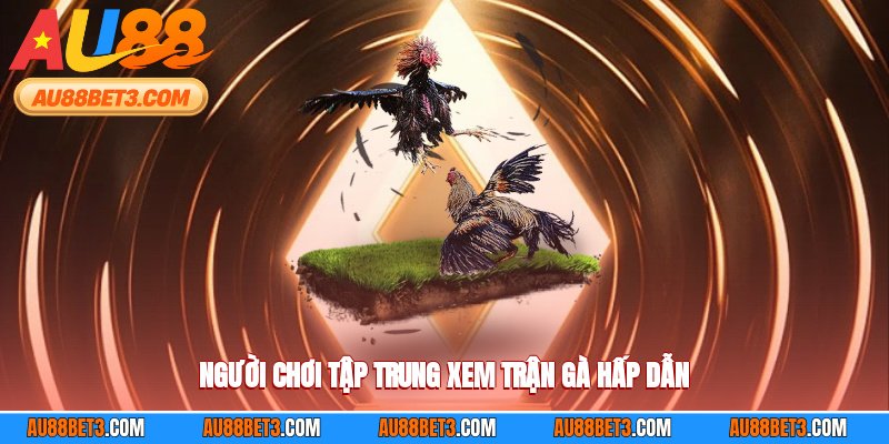 Người chơi tập trung xem trận gà hấp dẫn